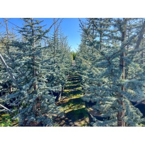 Céder atlantský (Cedrus atlantica) ´GLAUCA´ - výška 200-250 cm, kont. C55L (-23°C)